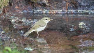 奥庭自然公園のメボソムシクイの水浴び　その５（4K60P動画）