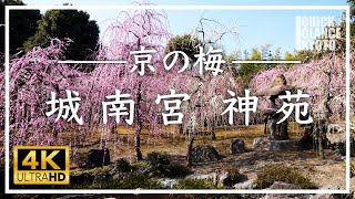 【京都 梅の名所】 春の絶景！城南宮の枝垂れ梅 〜 150本の見事な枝垂れ梅が満開になりました。春の訪れをぜひ満喫下さい。[No.089] #城南宮 #梅