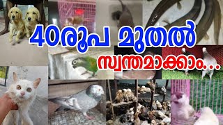 😑Birds🤑Hen❤️Fancy Pigeon🥰Dogs❤️Cat🤩Fish😅Low Rate Pets Sale💖Pravu valarthal💐Kerala pets sale😁Vlogs