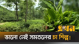 'যারা চা শিল্পকে ক্ষতিগ্রস্থ করছে, তাদের চায়ের দরকার নেই' | Tea Estate | TeaCultivation | Panchagarh