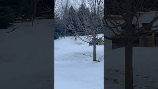 Deer in the backyard #frozen #deer #animals #wildlife  l#wildanimals #animallover