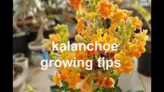 growing/caring  tips for beautiful  KALANCHOE plant