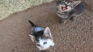 Tiny stray kittens,extremely hungry,searching for safety with eyes that capture hearts❤️‍🩹🥺