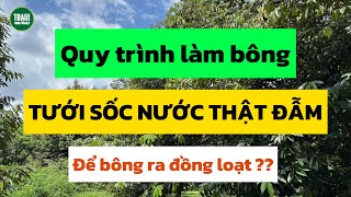 Quy trình làm bông sầu riêng bằng cách tưới sốc nhiều nước như thế nào? | Trạm Nông Nghiệp