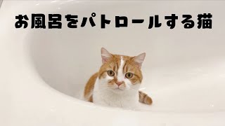 今日も猫がお風呂をパトロールして平和を守ってくれます。