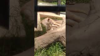 涼夏🙄⑮ホワイトライオン・白獅子・リズムちゃん・沖縄こどもの国・・・White_Lion・Okinawa Zoo \u0026 Museum(20240430)