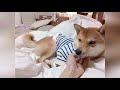 人の布団で爆睡する柴犬。shiba inu sleeping in bed