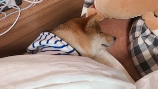 人の布団で爆睡する柴犬。Shiba Inu sleeping in bed