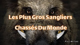 Les Plus Gros SANGLIERS Chassés Du MONDE