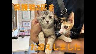 保護猫（子猫）を２匹、我が家にお迎えしました。