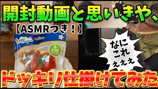 【開封？】柔らかいトマトスクイーズで撫安にイタズラを仕掛けてみた笑•ASMRつき