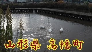 山形県 安久津八幡神社『三重塔』~高幡町道の駅~まほろば古の里歴史公園 Yamagata Prefecture, Japan Takahata-machi