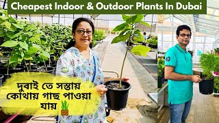 দুবাই তে সস্তায় কোথায় গাছ পাওয়া যায়? | Dubai Municipality Nursery | Where to Buy Plants In Dubai