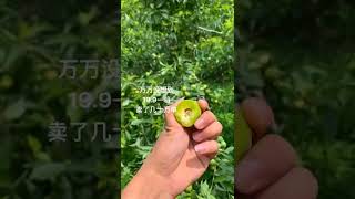 How to cut fruits in the farm, Farm fruit ninja cutting skills