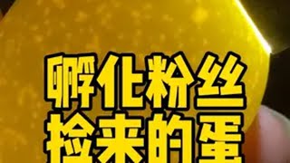 孵化粉丝捡来的野蛋神奇动物在抖音 人工孵化 孵蛋 野蛋 三农