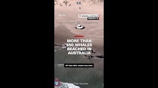 More than 150 whales beached in Australia