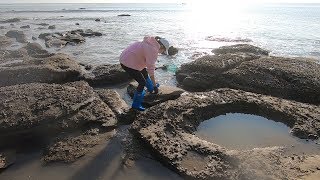 赶海遇到环形“宝坑”，大货成群窜动水都搅浑了，一只更比一只肥