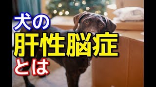 【愛犬のための知識】犬の肝性脳症とは【犬を知る】