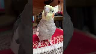 The cockatiel whistled and sang. The singing bird is so cute, can you understand it?