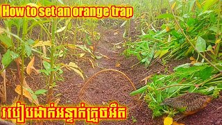 amazing bird quail to trap buy wild manរបៀបដាក់អន្ទាក់ក្រួចងងាយៗធានាបាន100%✓