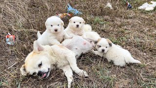 The mother dog is spending her last moments protecting her cubs on the side of the road