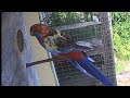 Very interesting hybrid Rosella