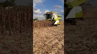 Moresil GB 750 avec broyeur et Claas lexion 770