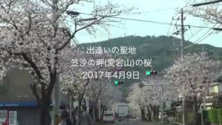 出会いの聖地 笠沙の岬(愛宕山)の桜