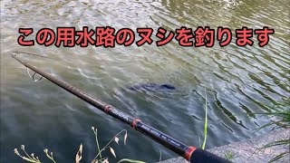 用水路に食パンを持って釣りに行ったら巨大な魚が釣れました/Catch giant fish in the irrigation canal with bread as bait