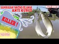 Killer! Rangkaian Pancing Anti Kusut : Mancing Belanak Umpan Tepung Anti Ambyar/ Mullets Fishing Rig