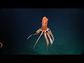 cirroteuthid octopus billows like a circus tent nautilus live