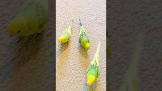 Following the dad 🤭😁😂 #birds #budgielove #babyanimals #parrot #babybirds #viralvideo #funnyshorts