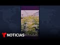 Consumo de marihuana supera al tabaco según una encuesta #Shorts | Noticias Telemundo