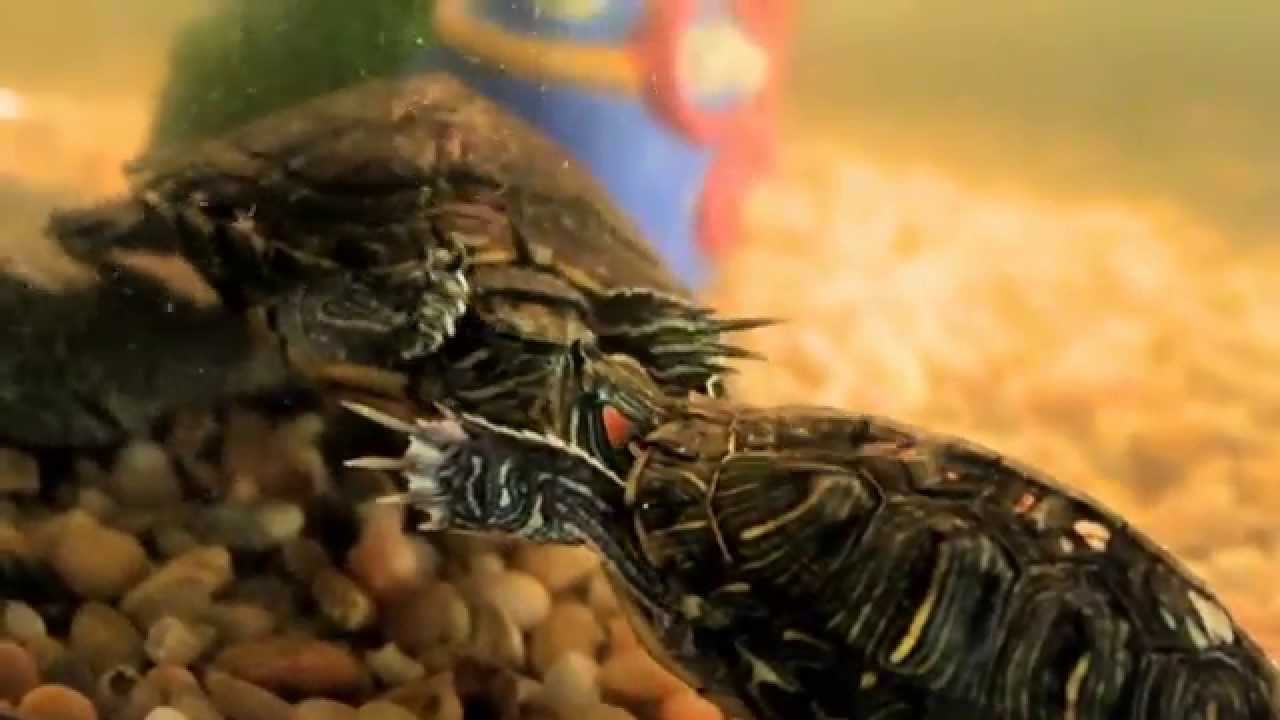 Red Eared Slider Turtles Mating Dance. - YouTube