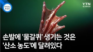 손발에 '물갈퀴' 생기는 것은 '산소 농도'에 달려있다 / YTN 사이언스