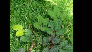 Touch Me Not plant |  Mimosa Pudica -| छुई मुई का पौधा | lajakuli lata