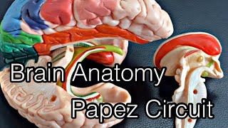 Anatomy of brain: Papez circuit (English)