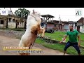 Eid-Ul-Adha Special Bakra Eid Whatsapp Status | Energetic Goat 2019 | Eid Special 2019 |
