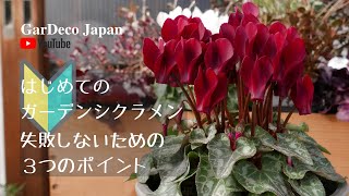 はじめてのガーデンシクラメン失敗しないための３つのポイント【園芸・ガーデニング初心者必見】