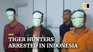 Indonesia seizes Sumatran tiger hide and fetuses, arrests 5 suspected poachers