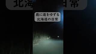 鹿に道をゆずる北海道の日常