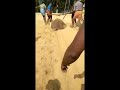 80kg പുള്ളിതിരണ്ടി🐉stingray fishing thirandi fishing village fishing traditional fishing fishingidea