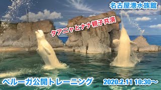 タアニャとナナ親子のベルーガ公開トレーニング　2020.2.11  10:30〜　☆名古屋港水族館☆