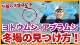 家庭菜園や農園の冬野菜栽培でヨトウムシやアブラムシなど冬場の害虫の見つけ方！畑の中に潜む害虫の生息場所や撃退方法を徹底解説！【農家直伝】