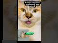 detik detik kucing meninggal #catvideos #short