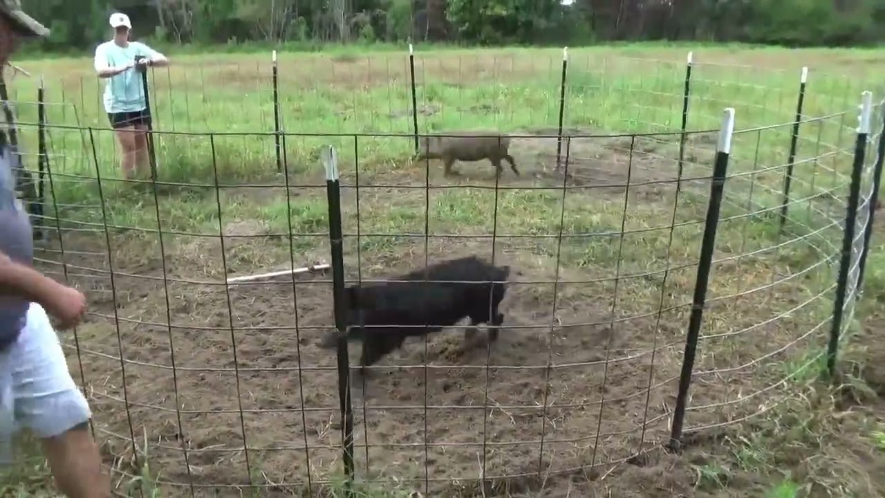Pi Ed Off Pigs C Trap Hog Removal Youtube