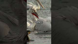 Dalmation Pelicans! #fairlyoddfacts #facts #fyp #nature #birds #waterbirds #pelicans