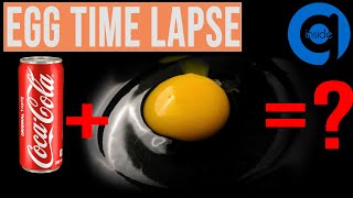 Egg Time Lapse - Rotting Food Time Lapse