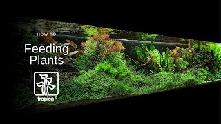 How to Feed your Aquarium Plants