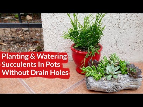 Planting & Watering Succulents In Pots with No Drain Holes / Joy Us Garden Planting & Watering Succulents In Pots with No Drain Holes / Joy Us Garden